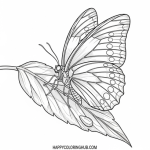 Butterfly coloring book