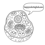 Animal cell coloring page answer key